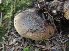 Russula vinaceocuticulata