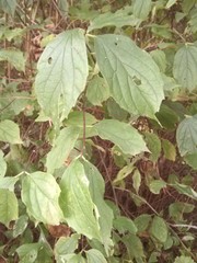 Philadelphus inodorus