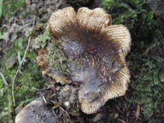 Russula vinaceocuticulata