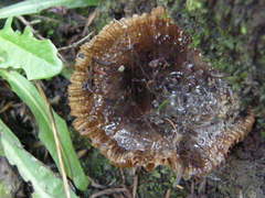 Russula vinaceocuticulata