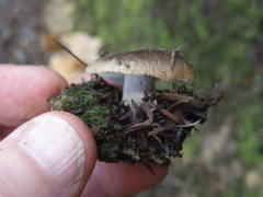 Russula vinaceocuticulata