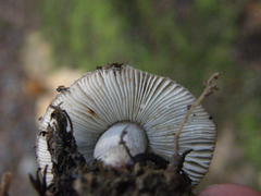 Russula vinaceocuticulata