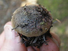 Russula vinaceocuticulata