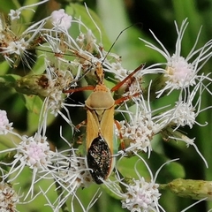 Zelus laticornis