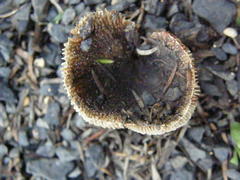 Russula vinaceocuticulata
