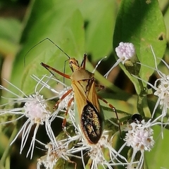 Zelus laticornis