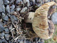 Russula vinaceocuticulata