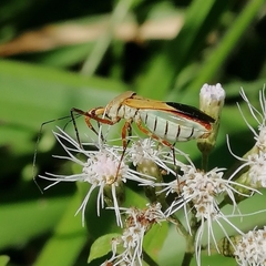 Zelus laticornis