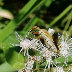Zelus laticornis