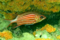 Sargocentron diadema