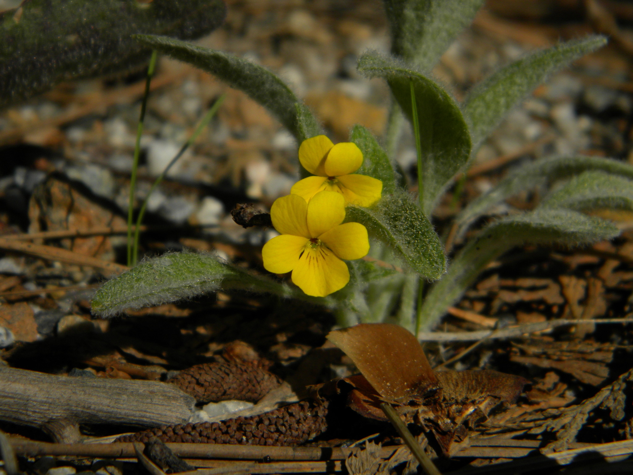 Viola tomentosa