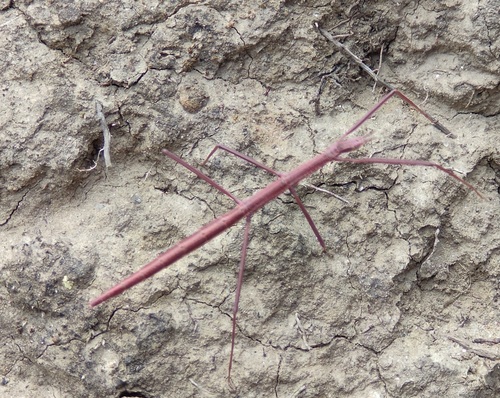 Portuguese Stick Insect photo 3