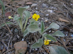 Viola tomentosa