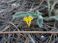 Viola tomentosa