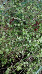 Coprosma spathulata spathulata