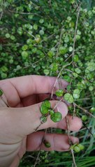 Coprosma spathulata spathulata