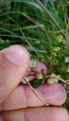 Coprosma spathulata spathulata