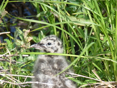 Larus brachyrhynchus