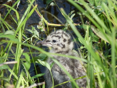 Larus brachyrhynchus