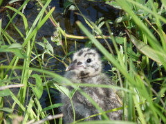 Larus brachyrhynchus