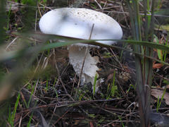 Amanita ananiceps