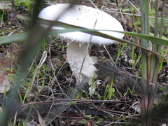 Amanita ananiceps
