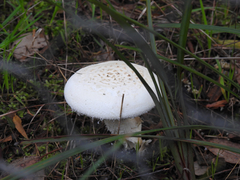 Amanita ananiceps