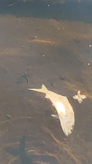 Actinopterygii