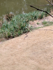 Nerodia erythrogaster