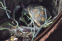 Chelodina parkeri