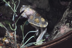 Chelodina parkeri