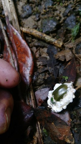Beauveria bassiana image
