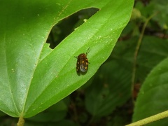 Ocoaxo septemnotatus