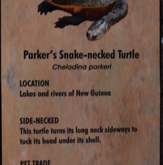 Chelodina parkeri