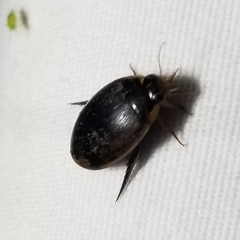 Thermonectus nigrofasciatus
