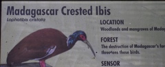 Lophotibis cristata