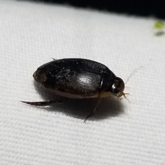 Thermonectus nigrofasciatus