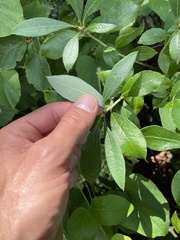 Rhododendron arborescens
