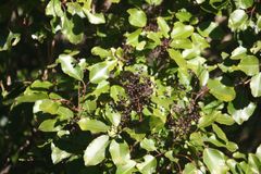 Cheirodendron trigynum