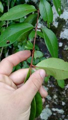 Metrosideros albiflora