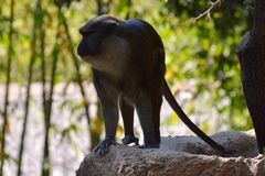 Allenopithecus nigroviridis
