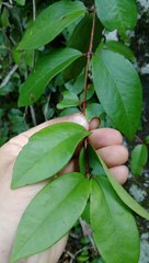 Metrosideros albiflora