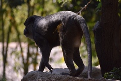 Allenopithecus nigroviridis