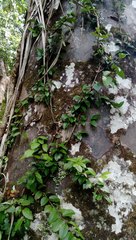 Metrosideros albiflora