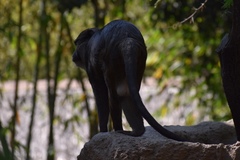 Allenopithecus nigroviridis