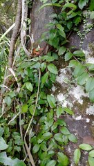 Metrosideros albiflora