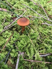 Cortinarius rubellus