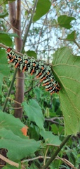 Rothschildia lutea