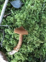 Cortinarius rubellus