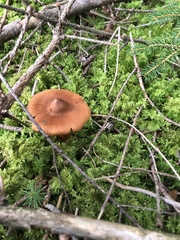 Cortinarius rubellus